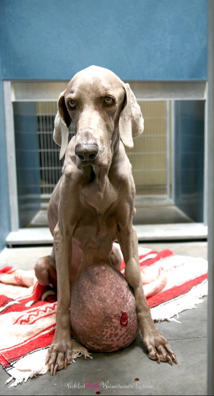 Gilbert Grape' – Weimaraner with large tumor rescued by Tickled Pink Weimaraner Rescue |